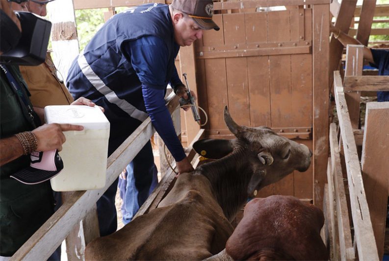 Bois são monitorados pela Adaf para prevenir contra a febre aftosa (Foto: Adaf/Divulgação)