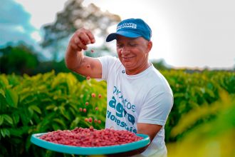 Agricultor faz a primeira colheita do café plantado sob orientação da Embrapa e apoio financeiro da Eneva (Fotos: Divulgação)