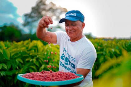 Agricultor faz a primeira colheita do café plantado sob orientação da Embrapa e apoio financeiro da Eneva (Fotos: Divulgação)