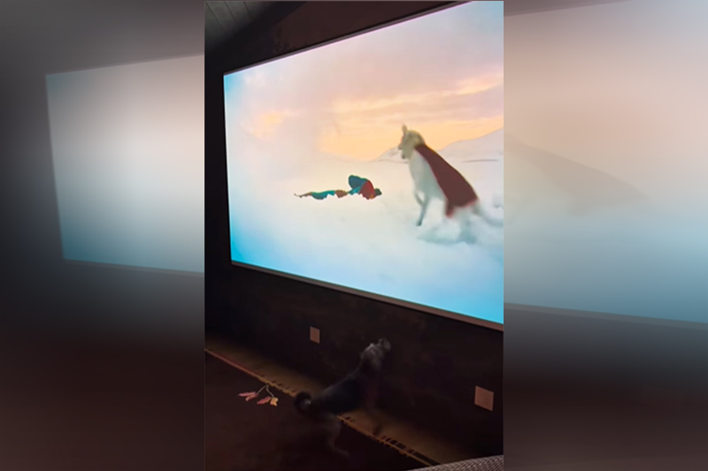 Ozu, o cão real, e Krypto inspirado no animal de estimação do diretor de Superman (Imagem: Instagram/Reprodução)