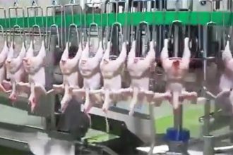 Caso de gripe aviária causou suspensão da exportação de carne de frango para a China e União Europeia (Imagem: YouTube/Reprodução)