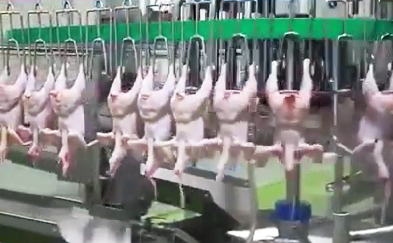 Caso de gripe aviária causou suspensão da exportação de carne de frango para a China e União Europeia (Imagem: YouTube/Reprodução)