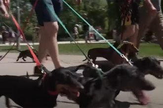 Passeio reuniu centenas de pessoas e cães raça dachshund (Imagem: YouTube/Reprodução)