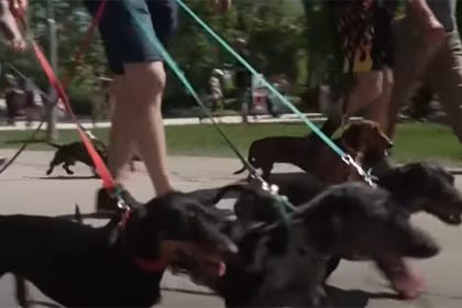 Passeio reuniu centenas de pessoas e cães raça dachshund (Imagem: YouTube/Reprodução)