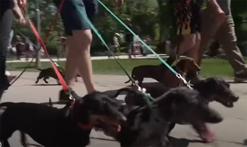 Passeio reuniu centenas de pessoas e cães raça dachshund (Imagem: YouTube/Reprodução)
