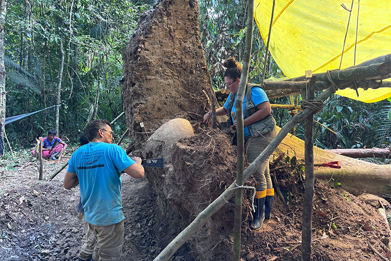 Retirada de urna de raiz de árvore: peças raras (Foto: Márcio Amaral/Instituto Mamirauá)