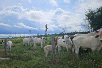 Gado foi encontrado em área desmatada ilegalmente dentro de reserva florestal em Tapauá (Foto: Ipaam/Divulgação)
