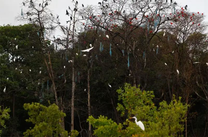 Guarás, garças e biguás no manguezal de Ajuruteua. Próximo à Vila dos Pescadores, aves fizeram ninhos com resíduos de redes de pesca (Foto: Fernando Frazão/ABr)