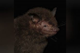 Morcego Myotis guarani se aliemnta exclusivamente de insetos (Foto: Roberto Novaes/Divulgação)