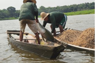 Pirarucu produzido por técnica de manejo é classificado como orgânico, livre de contaminação (Foto: Idam/Divulgação)