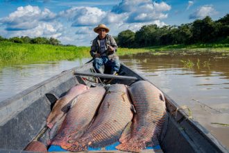 Pirarucu de manejo sofre impacto da pesca e comércio ilegal da espécie no Amazonas (Foto: Instituto Mamirauá/Divulgação)