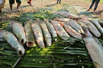 Maior produção e consumo de pirarucu é no Amazonas (Foto: Idam/Divulgação)