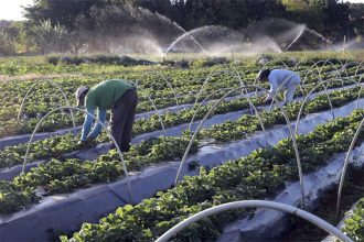 Governo federal vai incentivar e financiar hortas nas cidades para prevenir contra desastres naturais (Foto: Valter Campanato/ABr)