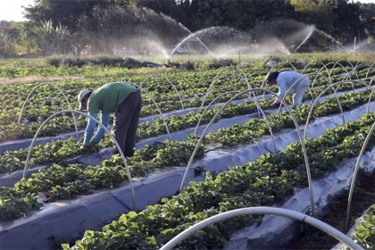Governo federal vai incentivar e financiar hortas nas cidades para prevenir contra desastres naturais (Foto: Valter Campanato/ABr)