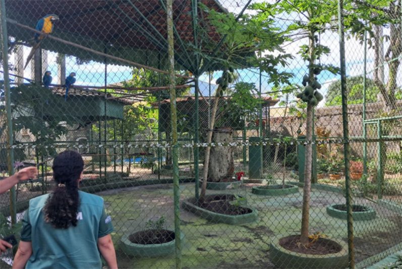 Aviário com araras: criadores precisa obter licença no Ipaam (Foto: Ipaam/Divulgação)
