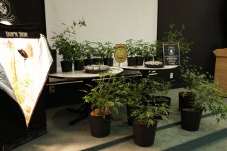 Mudas de supermaconha foram apreendidas com o suspeito. Delegado disse que alegação de consumo próprio não se sustenta (Foto: PC-AM/Divulgação)