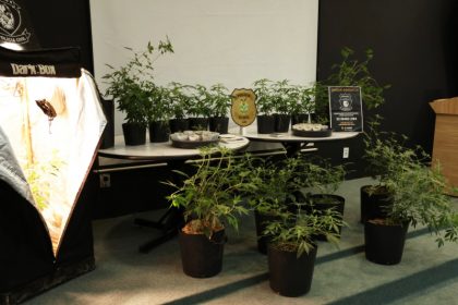 Mudas de supermaconha foram apreendidas com o suspeito. Delegado disse que alegação de consumo próprio não se sustenta (Foto: PC-AM/Divulgação)