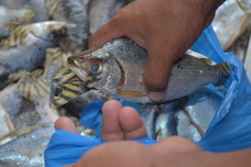 Espécies mais vulneráveis aos fenômenos naturais são justamente as mais consumidas pela população. (Foto: Divulgação/Sepror)