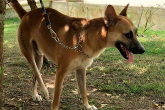 Lei considera acorrentamento uma restrição à liberdade do animal (Foto: Divulgação)