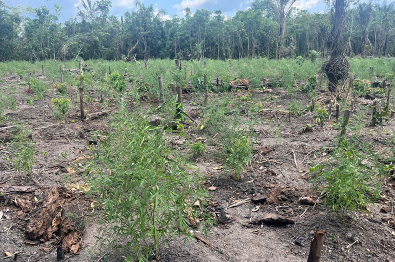 Pés de maconha foram localizados em voo de helicóptero a partir de denúncia anônima (Foto: PF/Divulgação)