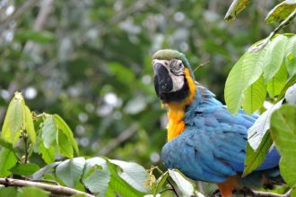 Amazonas é o estado com a maior biodiversidade de aves (Foto: Dayse Campista)