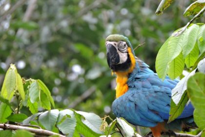 Amazonas é o estado com a maior biodiversidade de aves (Foto: Dayse Campista)