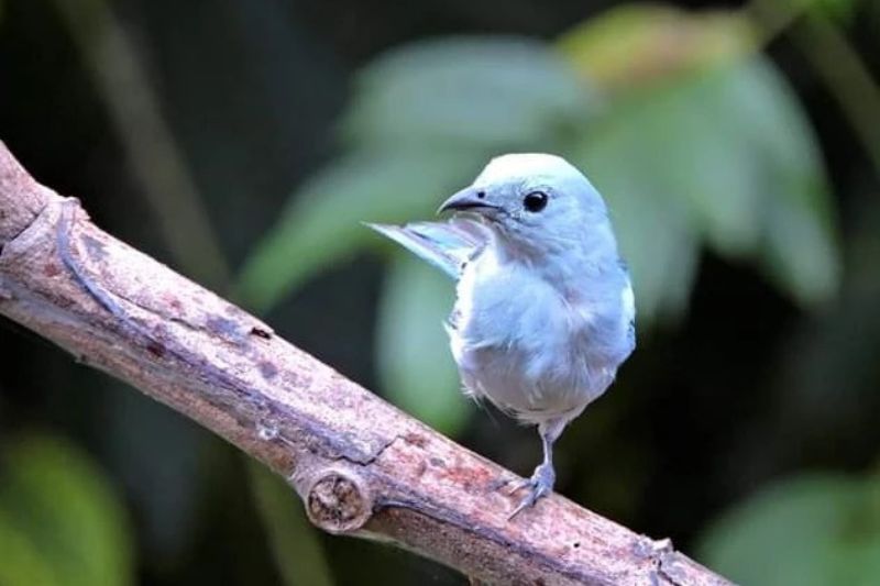 O sanhaço-da-amazônia é um Passeriforme da família Thraupidae (Foto: Dayse Campista)