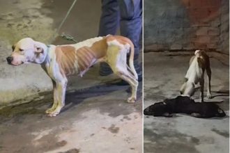Animal encontrado vivo se alimentava de outro morto (Foto: WhatsApp/Reprodução)