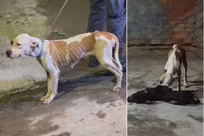 Animal encontrado vivo se alimentava de outro morto (Foto: WhatsApp/Reprodução)