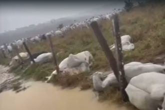 Bois mortos por descarga elétrica: prejuízo de R$ 30 mil a produtor rural (Imagem: WhatsApp/Reprodução)