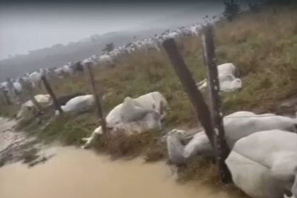 Bois mortos por descarga elétrica: prejuízo de R$ 30 mil a produtor rural (Imagem: WhatsApp/Reprodução)