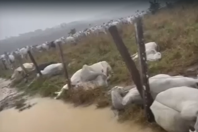 Bois mortos por descarga elétrica: prejuízo de R$ 30 a produtor rural (Imagem: WhatsApp/Reprodução)