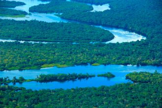 Floresta amazônica tem trégua