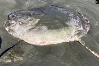 Peixe-lua é espécie rara e foi encontrado morto em praia (Foto: Reprodução/Facebook/Sonoma County Regional Parks)