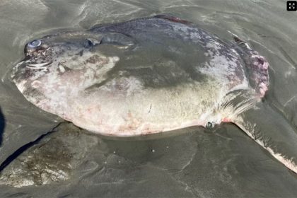 Peixe-lua é espécie rara e foi encontrado morto em praia (Foto: Reprodução/Facebook/Sonoma County Regional Parks)