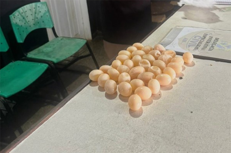 Ovos de tracajá estavam em mala de passageira (Foto: PF/Divulgação)