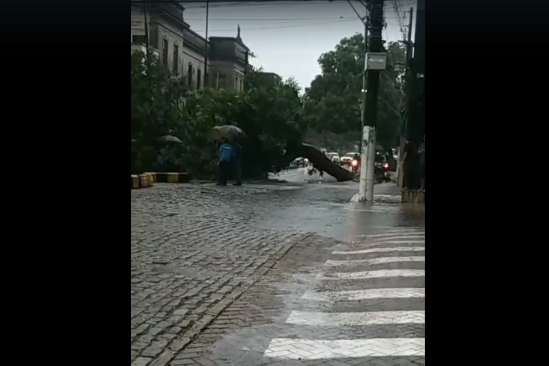 �rvore tombou sobre trecho da Rua 10 de Julho, no Centro (Imagem: WhatsApp/Reprodu��o)