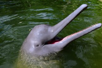 Dispositivo eletrônico em redes de pesca protege botos (Foto: Fundación Omacha/Divulgação)