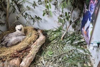 O objetivo é reintegrar a ave ao ambiente natural junto aos pais (Foto: Divulgação)
