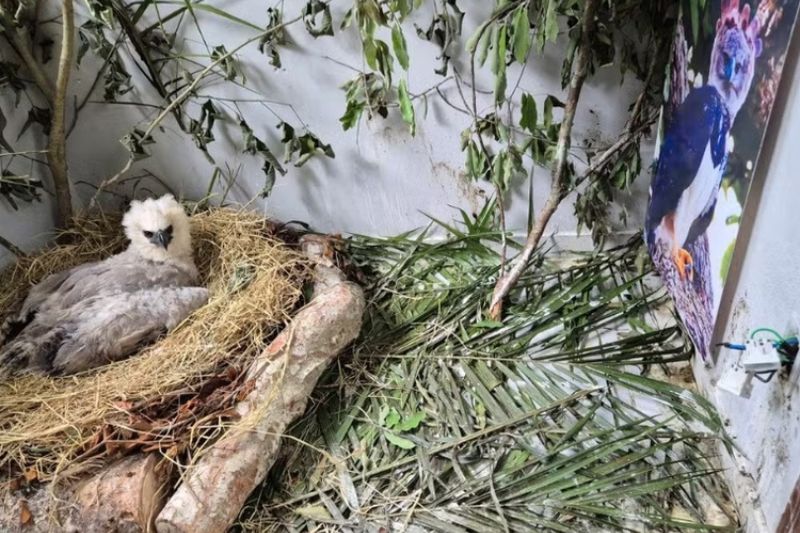 O objetivo é reintegrar a ave ao ambiente natural junto aos pais (Foto: Divulgação)
