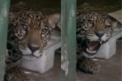 O animal se recupera bem no Zoológico do Hotel Tropical em Manaus, diz biológo (Foto: Divulgação)