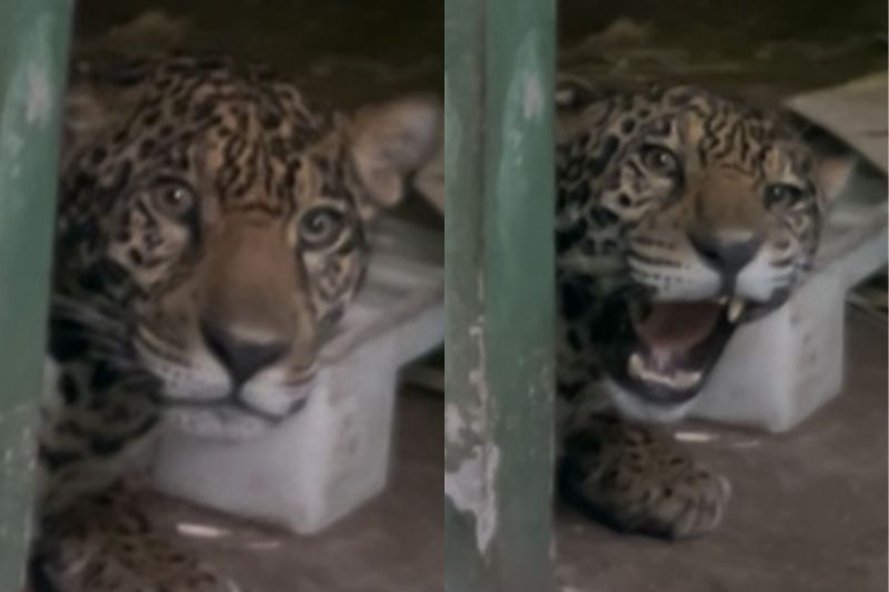 O animal se recupera bem no Zoológico do Hotel Tropical em Manaus, diz biológo (Foto: Divulgação)