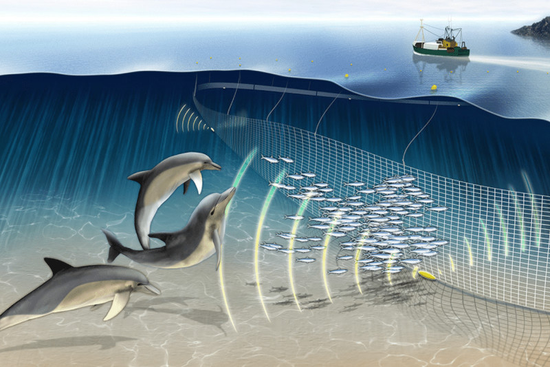 Dispositivo eletrônico emite som que afasta botos e golfinhos das redes de pesca (Imagem: Divulgação)