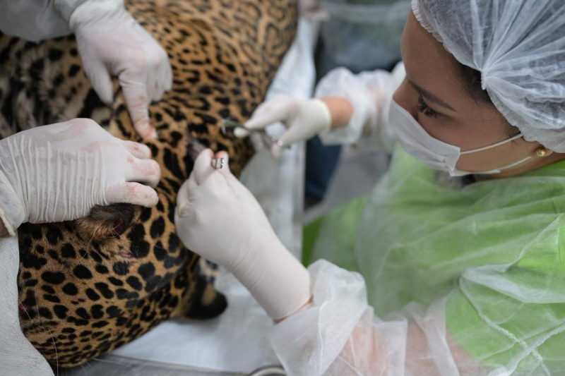 Onça foi tratada por veterinários e depois levada para lugar onde será acompanhada (Foto: Divulgação)