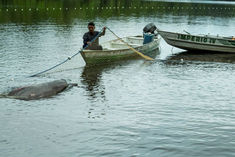 Ribeirinhos ajudaram na captura dos botos (Foto: Miguel Monteiro/Instituto Mamirauá)