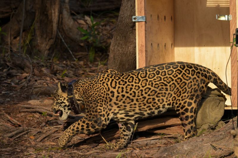 Onça-pintada é monitorada por satélite na natureza (Foto: Divulgação/Sepet)