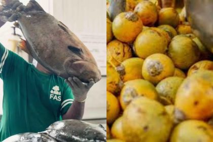 O tambaqui e o tucumã aparecem entre os produtos regionais de maior valor (Foto: arquivos/FAS e Sepror)