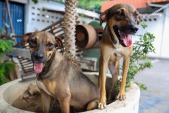 Quantidade de ração será distribuída conforme o número de cães e gatos (Foto Secom)