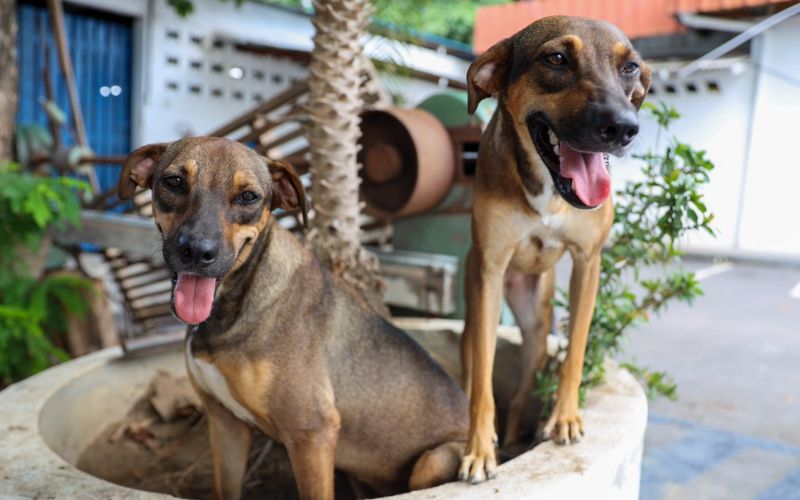 Quantidade de ração será distribuída conforme o número de cães e gatos (Foto Secom)