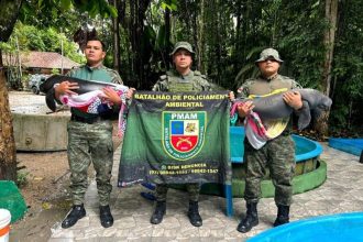 Os animais foram levados para o Inpa (Instituto Nacional de Pesquisas da Amazônia) em Manaus (Foto: Divulgação/PMAM)